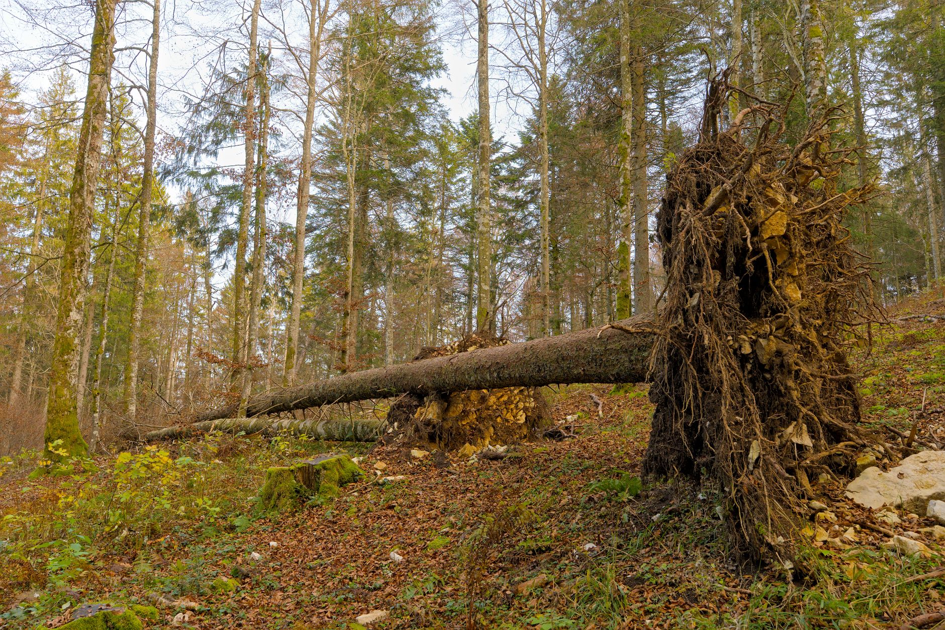 Enlèvement arbre urgence équipe à Auch